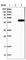Endoplasmic Reticulum Lectin 1 antibody, HPA031503, Atlas Antibodies, Western Blot image 