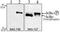 NFKB Inhibitor Alpha antibody, MA5-16161, Invitrogen Antibodies, Western Blot image 