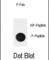 NFKB Inhibitor Alpha antibody, abx032083, Abbexa, Western Blot image 