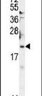 BTG Anti-Proliferation Factor 2 antibody, PA5-23630, Invitrogen Antibodies, Western Blot image 