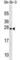 RAB32, Member RAS Oncogene Family antibody, abx029558, Abbexa, Western Blot image 