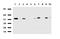 DEAD-Box Helicase 56 antibody, LS-C796877, Lifespan Biosciences, Western Blot image 