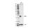 Twist Family BHLH Transcription Factor 1 antibody, 69366S, Cell Signaling Technology, Western Blot image 