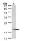 Ubiquitin Conjugating Enzyme E2 G2 antibody, LS-C186053, Lifespan Biosciences, Western Blot image 