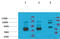 Potassium Voltage-Gated Channel Subfamily H Member 7 antibody, STJ97597, St John