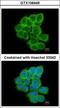 Regulator Of G Protein Signaling 17 antibody, GTX106449, GeneTex, Immunocytochemistry image 