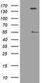 Inhibin Subunit Alpha antibody, LS-C336423, Lifespan Biosciences, Western Blot image 