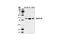 Cyclin D3 antibody, 2936S, Cell Signaling Technology, Western Blot image 