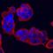 NME/NM23 Nucleoside Diphosphate Kinase 2 antibody, AF6665, R&D Systems, Immunocytochemistry image 