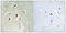 NFKB Inhibitor Beta antibody, A05766T19, Boster Biological Technology, Immunohistochemistry frozen image 