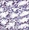 Cofilin 2 antibody, LS-C168707, Lifespan Biosciences, Immunohistochemistry frozen image 