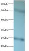 60S ribosomal protein L17 antibody, LS-C212334, Lifespan Biosciences, Western Blot image 