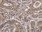 Importin 8 antibody, MBS2524015, MyBioSource, Immunohistochemistry frozen image 