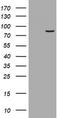 Ribonucleotide Reductase Catalytic Subunit M1 antibody, LS-C175588, Lifespan Biosciences, Western Blot image 