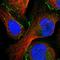 Tight Junction Protein 1 antibody, HPA001637, Atlas Antibodies, Immunofluorescence image 