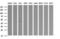 Ring Finger Protein 39 antibody, LS-C338009, Lifespan Biosciences, Western Blot image 