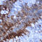 Aminoacyl TRNA Synthetase Complex Interacting Multifunctional Protein 1 antibody, AF1910, R&D Systems, Immunohistochemistry paraffin image 