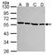 Tubulin Alpha 1a antibody, TA307921, Origene, Western Blot image 