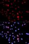 Structural Maintenance Of Chromosomes 1A antibody, orb129745, Biorbyt, Immunofluorescence image 