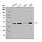 Calponin 3 antibody, A08267-3, Boster Biological Technology, Western Blot image 