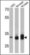 Voltage-dependent anion-selective channel protein 3 antibody, PA1-954A, Invitrogen Antibodies, Western Blot image 