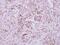 Nicotinate Phosphoribosyltransferase antibody, PA5-31880, Invitrogen Antibodies, Immunohistochemistry frozen image 