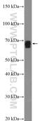 Solute Carrier Family 13 Member 3 antibody, 26182-1-AP, Proteintech Group, Western Blot image 