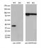 Alcohol dehydrogenase class-3 antibody, M03916, Boster Biological Technology, Western Blot image 