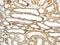 Cytochrome C, Somatic antibody, ab133504, Abcam, Immunohistochemistry paraffin image 