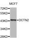 Dynactin Subunit 2 antibody, MBS128040, MyBioSource, Western Blot image 