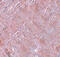 KIAA1464 antibody, 5665, ProSci, Immunohistochemistry paraffin image 