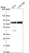 Tripartite Motif Containing 36 antibody, NBP2-56200, Novus Biologicals, Western Blot image 