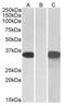Cysteine Rich Secretory Protein 2 antibody, AP21265PU-N, Origene, Western Blot image 
