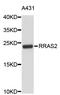 RAS Related 2 antibody, STJ25415, St John