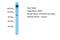 WD Repeat Domain 7 antibody, A14596, Boster Biological Technology, Western Blot image 