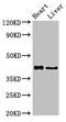 Histone Deacetylase 8 antibody, LS-C678184, Lifespan Biosciences, Western Blot image 