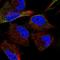 ADAM Metallopeptidase Domain 17 antibody, HPA051575, Atlas Antibodies, Immunofluorescence image 