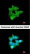 mCLCA3 antibody, orb69755, Biorbyt, Immunocytochemistry image 