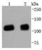 Tripartite Motif Containing 28 antibody, NBP2-67786, Novus Biologicals, Western Blot image 