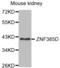 Zinc Finger Protein 385D antibody, abx002516, Abbexa, Western Blot image 