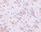 Kelch Like Family Member 1 antibody, LS-C19467, Lifespan Biosciences, Immunohistochemistry paraffin image 