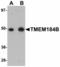 Transmembrane Protein 184B antibody, LS-B5089, Lifespan Biosciences, Western Blot image 