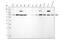 Protein Arginine Methyltransferase 5 antibody, A00635-3, Boster Biological Technology, Western Blot image 