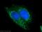 Bile Acid-CoA:Amino Acid N-Acyltransferase antibody, 15990-1-AP, Proteintech Group, Immunofluorescence image 