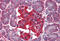 Tyrosine 3-Monooxygenase/Tryptophan 5-Monooxygenase Activation Protein Theta antibody, MBS245375, MyBioSource, Immunohistochemistry frozen image 