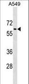 Translocation Associated Membrane Protein 1 Like 1 antibody, LS-C157259, Lifespan Biosciences, Western Blot image 