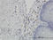 Prolyl 3-Hydroxylase 1 antibody, LS-C133804, Lifespan Biosciences, Immunohistochemistry frozen image 