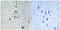 Splicing Factor 1 antibody, LS-C199561, Lifespan Biosciences, Immunohistochemistry frozen image 