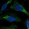 PPP1R6 antibody, NBP1-87235, Novus Biologicals, Immunofluorescence image 