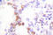 POU Class 5 Homeobox 1 antibody, LS-C176150, Lifespan Biosciences, Immunohistochemistry paraffin image 